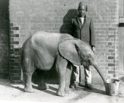 Der junge afrikanische Elefant Kiberenge wird von Darisha getränkt, London Zoo, September 1923 von Frederick William Bond